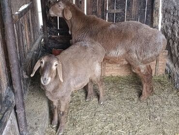 где купить кошку в бишкеке: Продаю | Баран (самец) | Для разведения — 5