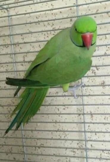 Птенцы Ожиреловых попугаев хорошо приручаются к разговору и к рукам