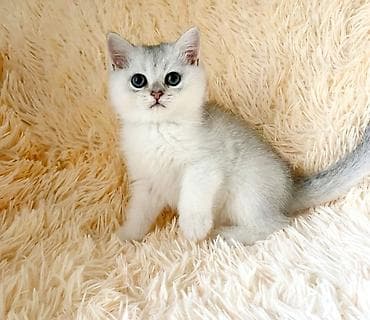 кролики бараны: Скоттиш страйт мальчик .серебристый (окраска silver shaded). - — 4