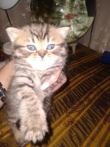 купить котёнка шотландского вислоухого: Шотландские котята — 1