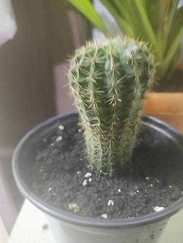 Кактусы: Кактус в горшке - Вид: колонновидный кактус (похож на — 1