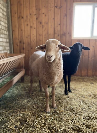 Грызуны: Продаю | Баран (самец) | Арашан | Для разведения | Племенные — 1