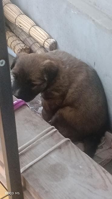 кани корсо: Отдам щенят. Порода метис,но отец овчарка, крупная порода,и поэтому — 8