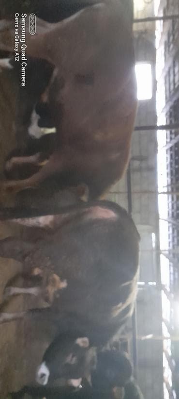 быки бельгийские: Продаю | Бык (самец) | Швицкая | На откорм — 9