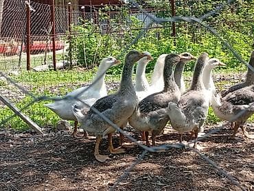 голова корова: Молодняк гусей, смешанная окраска (белые и серо-пестрые). - Возраст — 5