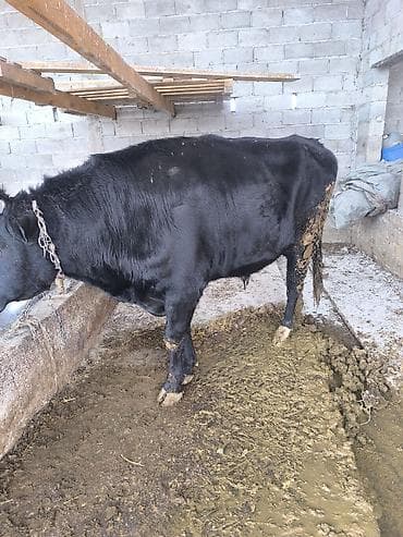 Продаю | Бык (самец) | На откорм