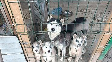 куплю хаски: Продается щенки хаски !!!! — 4