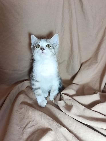 Мышыктар: Котята-домашние любимцы. Отдим в хорошие руки. Приучины к лотку — 4