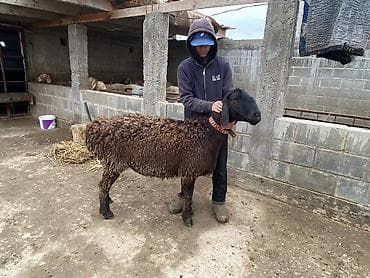 меринос ягнята: Продаю | Баран (самец) | Арашан | Для разведения | Матка — 8