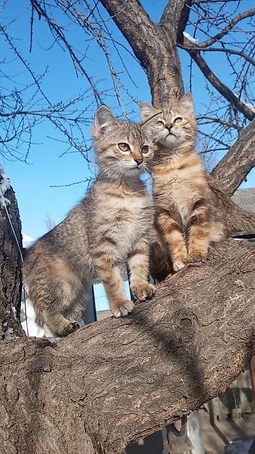 британка кошка: Котята красатули 2,5 мес.К лотку приучены.На фото — помёт из 5 малышей — 8