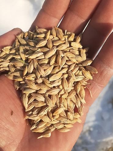 Семена ячменя (ячмень в оболочке) - Крупное однородное зерно