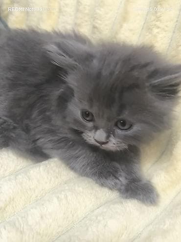 сколько стоит собака хаски щенок: Котята шотландской породы,1месяц и 2 недели, приучены к лотку,хорошо — 3