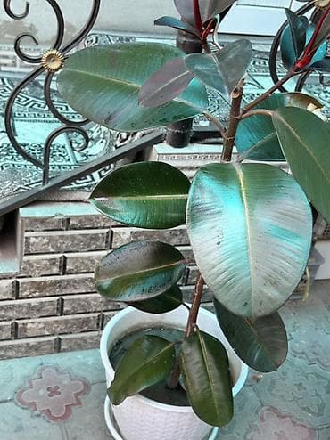 фикус бенджамин: Фикус эластика (каучуконосный), сорт с темно-зелёной глянцевой — 3