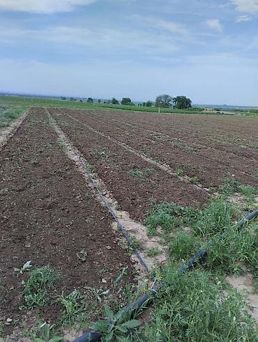 Үй жана бакча үчүн баардык: Услуги минитрактора.Фреза 1.50 метр — 2