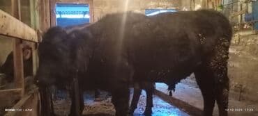 дойный коровы: Продаю | Бык (самец) | Алатауская, Швицкая, Абердин-ангус | На откорм, Для разведения | Осеменитель, Искусственник — 9