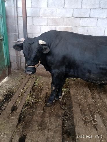 ангусы 3 месица: Продаю | Бык (самец) | Абердин-ангус | На откорм, На забой, Для разведения | Осеменитель, Искусственник — 7