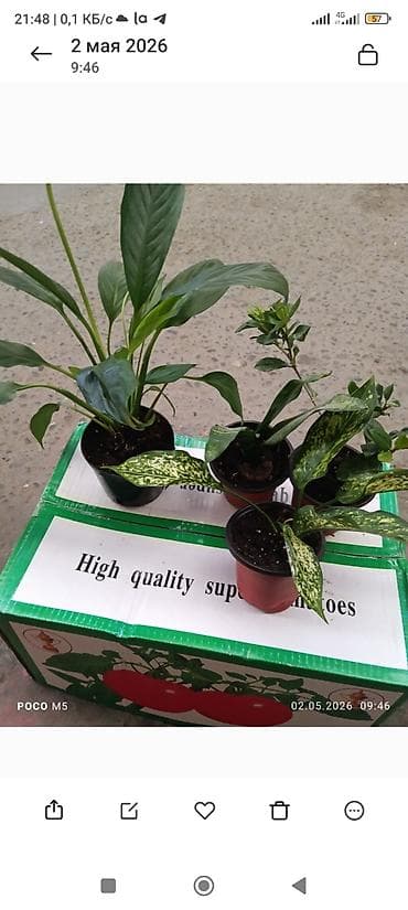 растение денежное дерево: Спатифиллум (Spathiphyllum) в горшке - Компактные кустики в — 2