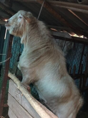 козы дойная: Сатам | Теке (эркек) | Заанен | Көбөйтүү үчүн — 1