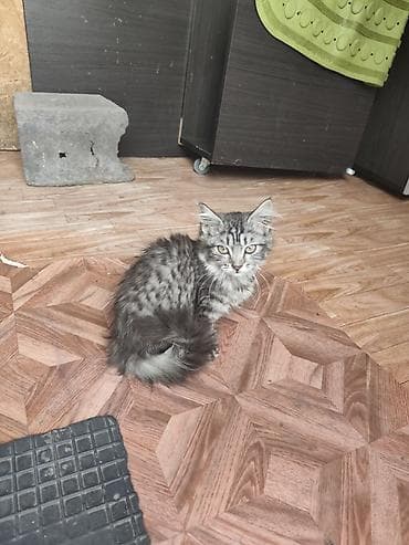 Отдам даром котят. Пушистые котята с выразительной мордочкой и длинным