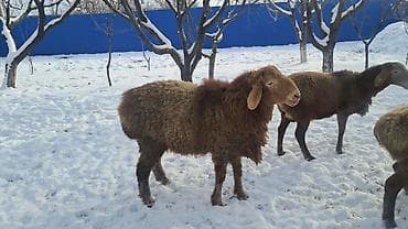 Dacia: 8.9 месяц — 2