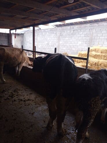 дойный апарат для коров: Продаю | Бык (самец) | На откорм | Племенные — 4