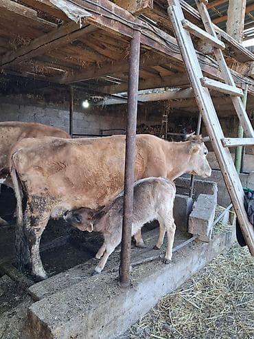 бишкектен уй сатылат: Сатам | Уй (ургаачы) | Сүт алуу үчүн | Музоологондон кийин — 1