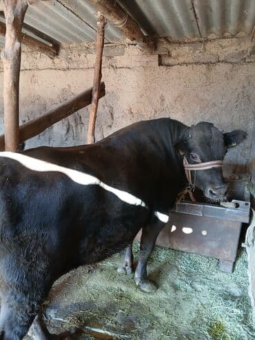 Продаю | Бык (самец) | На откорм | Племенные at lalafo.kg Продаю | Бык (самец) | На откорм | Племенные