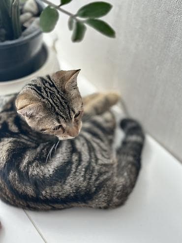 кошки шатланский: Девочка 4 месяца, порода скотиш страйт🥰 Котёнок с ярким тигровым — 4