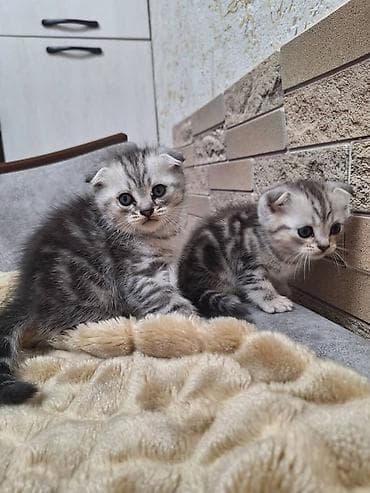 хомяк с клеткой: Шотландские вислоухие котята (Scottish Fold) - Окрас: серебристый — 1