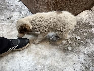 купить щенка голден ретривер: Щенок метис, пушистый и активный. Окрас светлый кремовый с темными — 3