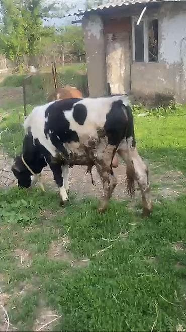 Продаю | Бык (самец)