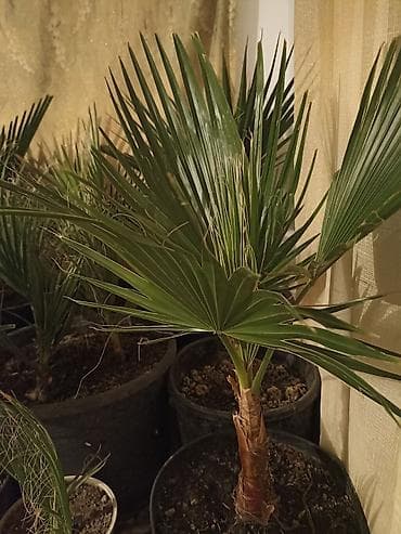 мебель чолпон ата: Пальма Вашингтон — 1