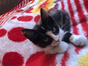 котята в добрые руки бесплатно: 7 месяцев, Девочка, Рыжий, Приучена к лотку, Проглистована — 2