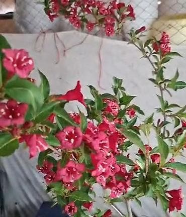 дерево сакура: Вейгела цветущая (Weigela florida) декоративный кустарник с яркими — 2
