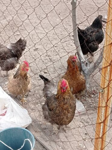 машины на продажу бишкек: Продаю | Куры | Домашняя — 3