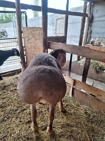 кошка мышык: Сатам | Кочкор (эркек) | Көбөйтүү үчүн | Асыл тукумдуу — 4