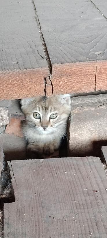 влажный корм для котят: Кошка даром: Беспородная, 1 месяц, Мальчик, Приучена к лотку — 4