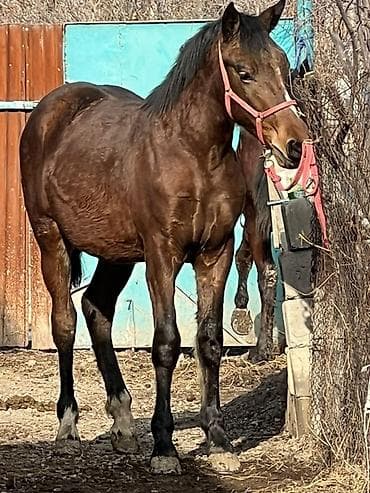 западно сибирская лайка: Продаю | Жеребец — 1