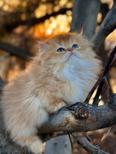 британская шоколадная кошка: Плюшевые котята редкого окраса золотая шиншилла (возможны оттенки — 1