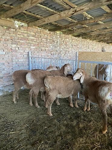 сибирская кошка бишкек: Продаю | Ягненок | Арашан | Для разведения — 2