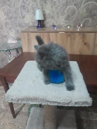 двухчубые голуби цена: Котята домашние, пушистые и игривые. - Окрас: серый дымчатый — 4