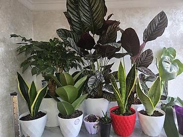 Комнатные растения в горшках: 1) Фикус (Ficus elastica