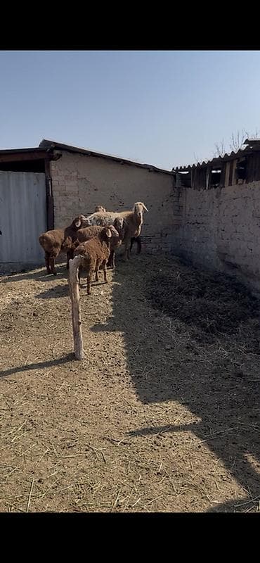 ат кош: Продаю | Овца (самка) | Для разведения | Матка — 1