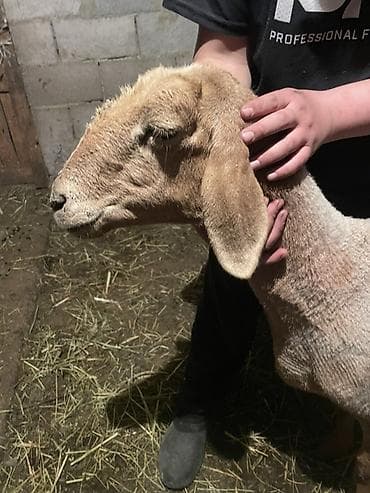 для овец: Продаю | Овца (самка) | Для разведения | Племенные — 8