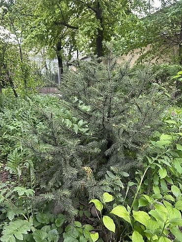 Ель обыкновенная (Picea abies), садовый экземпляр для пересадки. -