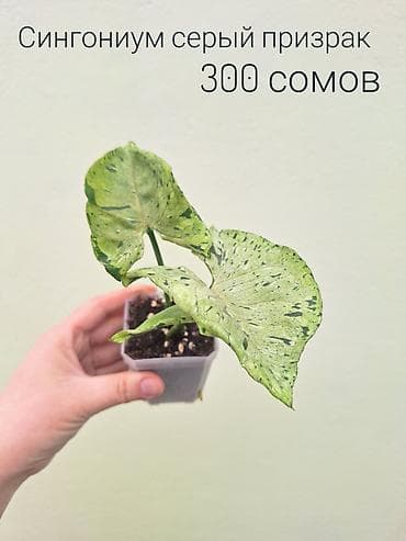 цветы комнатные оптом: • Комнатные растения (укоренённые черенки/детки/молодые — 5