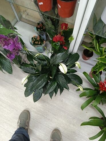 биндеры 100 листов с квадратными отверстиями: Спатифиллум (Spathiphyllum) в горшке - Пышный куст с плотной розеткой — 5