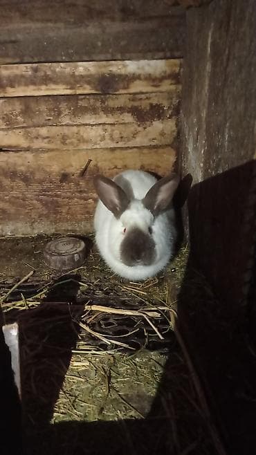 Продаю | Кролик самец | Новозеландская, НЗК | Для разведения