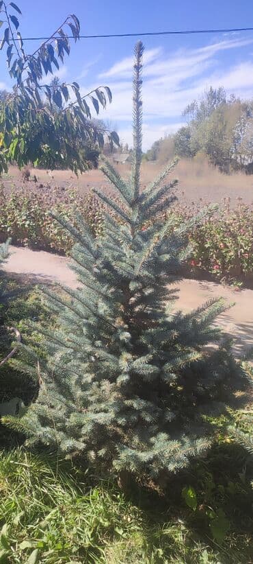 декоративный голубой ель: Саженцы деревьев: Ели — 2