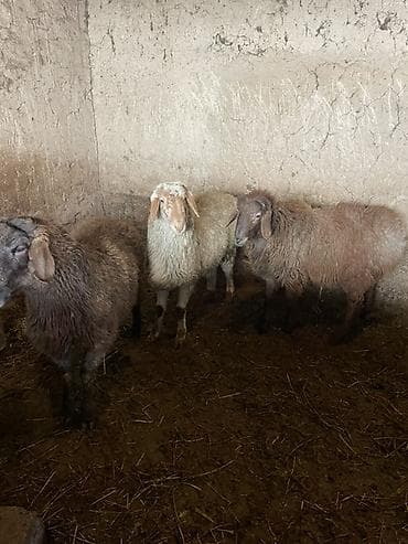 митиз койлор: Сатам | Кочкор (эркек) | Көбөйтүү үчүн — 2